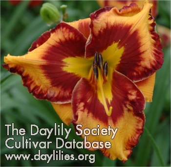 Daylily Better by Design 